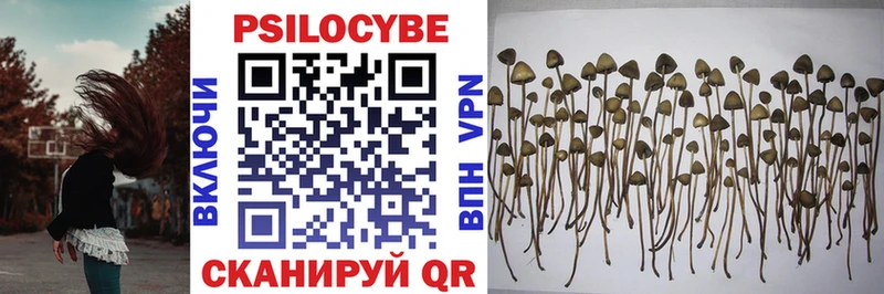 Купить закладки  Курчатов  Псилоцибиновые грибы Psilocybine cubensis 
